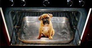 Vrouw stopt puppy in de oven