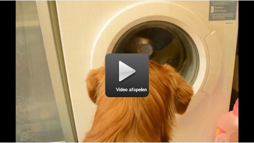 Hond is niet weg te slaan van wasmachine